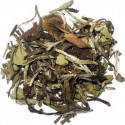 Thé Blanc Pai Mu Tan - Greender's Tea depuis 2011
