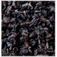 Thé oolong caramel au beurre salé