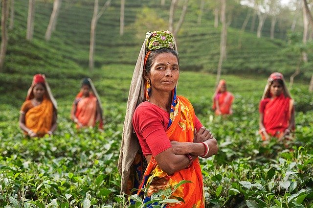 Cueilleuse de thé en Inde